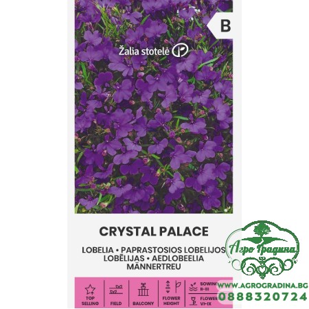 Лобелия Лилава Кристал Палас Crystal palace