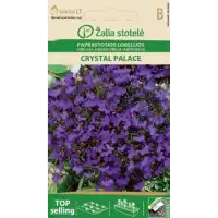 Лобелия Лилава Кристален дворец Lobelia erinus