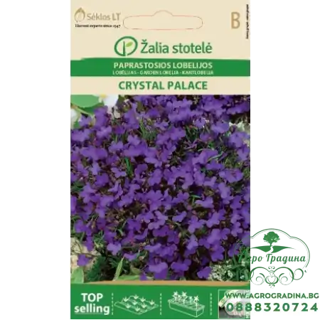 Лобелия Лилава Кристален дворец Lobelia erinus