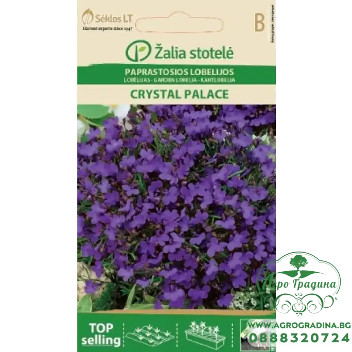 Лобелия Лилава Кристален дворец Lobelia erinus