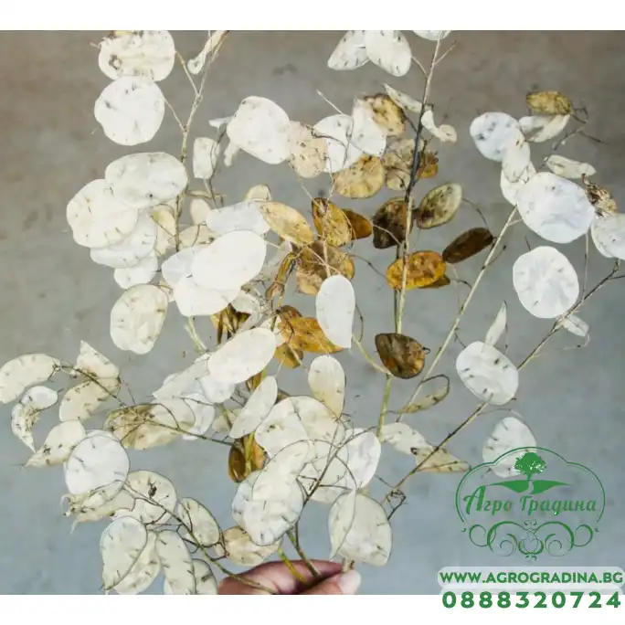 Лунария Сребърна пара Lunaria Biennis Лунария Сребърна пара Lunaria Biennis