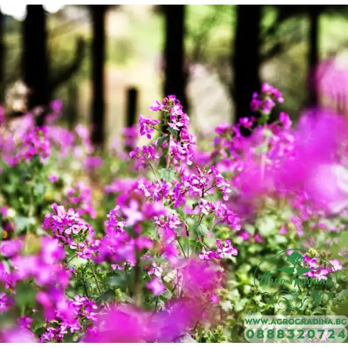 Лунария Сребърна пара Lunaria Biennis Лунария Сребърна пара Lunaria Biennis