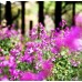 Лунария Сребърна пара Lunaria Biennis  – Саксийни и градински цветя