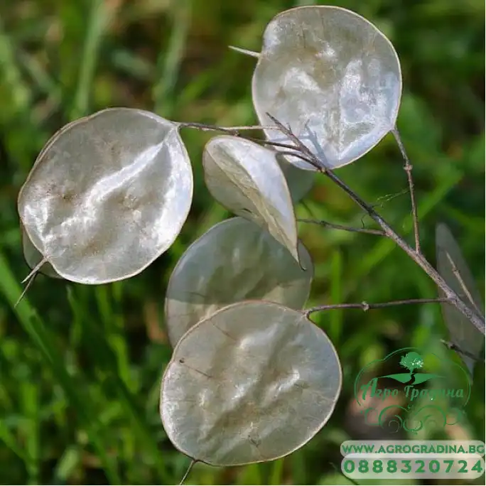 Лунария Сребърна пара Lunaria Biennis Лунария Сребърна пара Lunaria Biennis