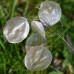 Лунария Сребърна пара Lunaria Biennis  – Саксийни и градински цветя
