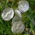 Лунария Сребърна пара Lunaria Biennis  – Саксийни и градински цветя