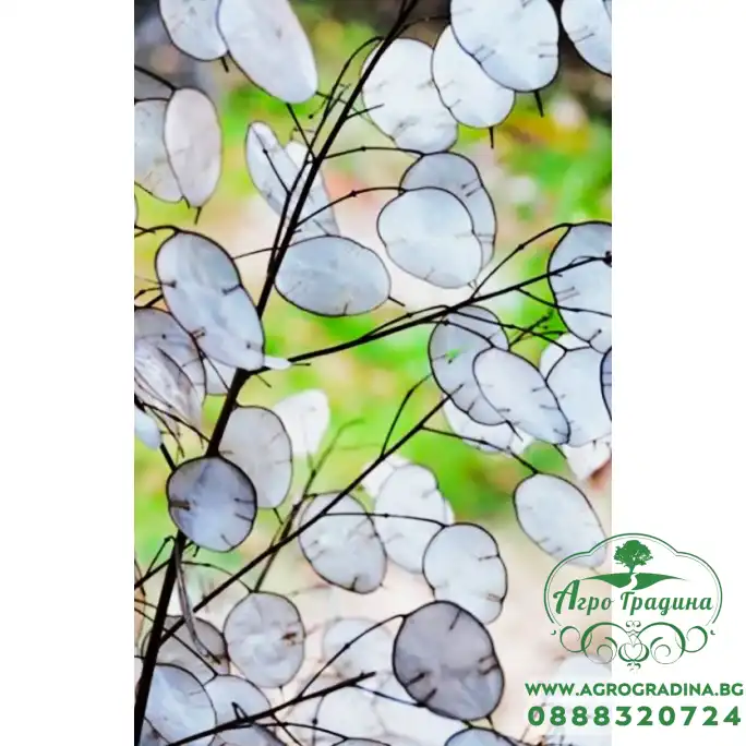 Лунария Сребърна пара Lunaria Biennis Лунария Сребърна пара Lunaria Biennis