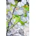 Лунария Сребърна пара Lunaria Biennis  – Саксийни и градински цветя
