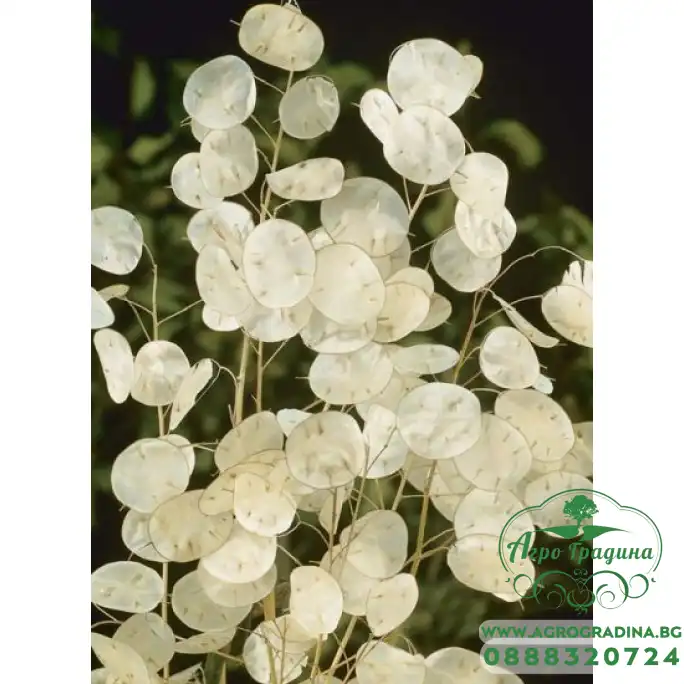 Лунария Сребърна пара Lunaria Biennis Лунария Сребърна пара Lunaria Biennis