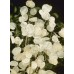 Лунария Сребърна пара Lunaria Biennis  – Саксийни и градински цветя