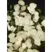 Лунария Сребърна пара Lunaria Biennis  – Саксийни и градински цветя