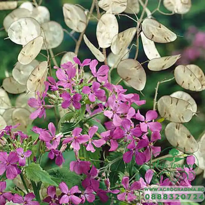Лунария Сребърна пара Lunaria Biennis Лунария Сребърна пара Lunaria Biennis