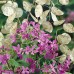 Лунария Сребърна пара Lunaria Biennis  – Саксийни и градински цветя