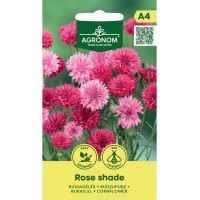 Метличина Розова Rose Shade