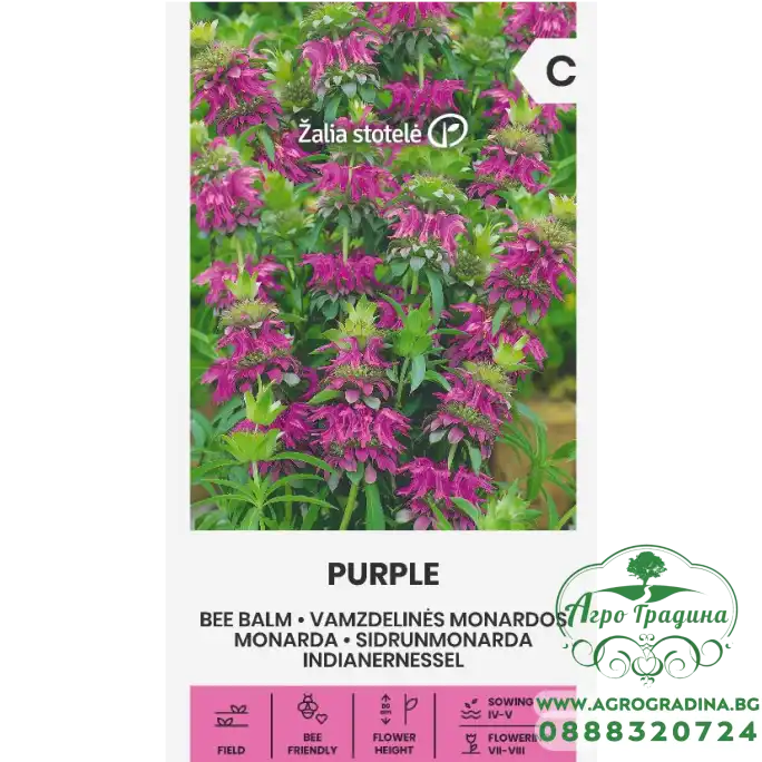 Монарда Лилава (ПЧЕЛЕН БАЛСАМ) Monarda fistulosa