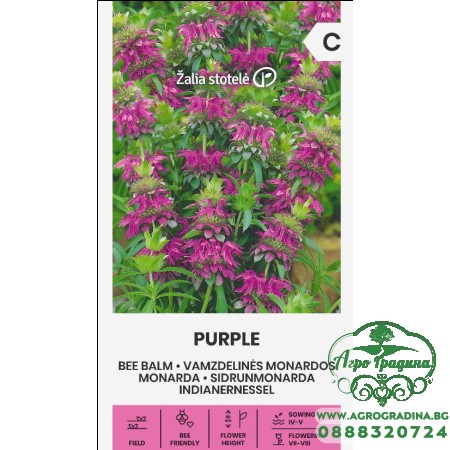 Монарда Лилава (ПЧЕЛЕН БАЛСАМ) / Monarda fistulosa