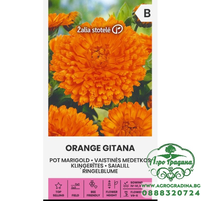Невен Оранжев Гитана Calendula officinalis Невен Оранжев Гитана Calendula officinalis