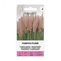 Пампаска трева Розова Cortaderia selloana Pampas plume