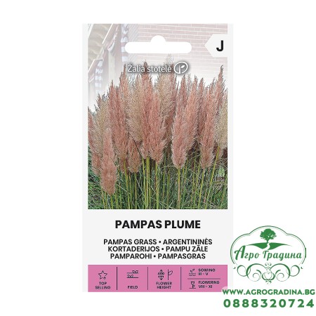 Пампаска трева Розова / Cortaderia selloana Pampas plume