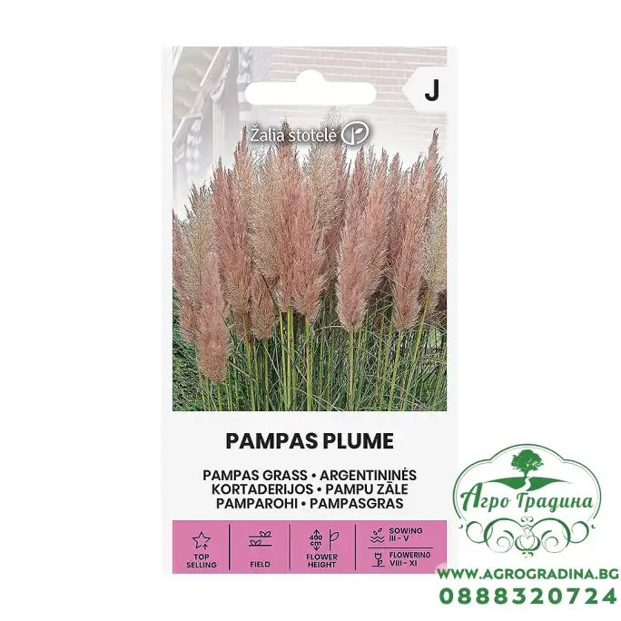 Пампаска трева Розова Cortaderia selloana Pampas plume