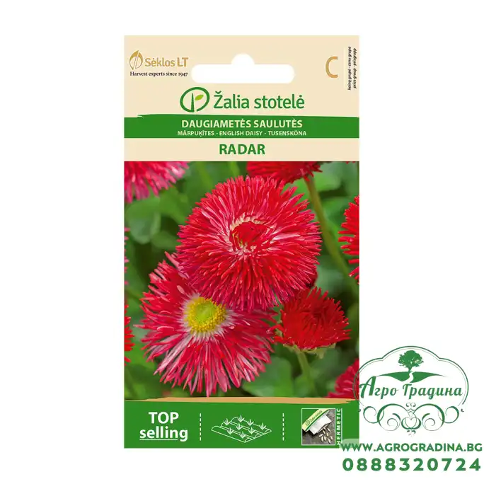 Парички червени - Radar Bellis perennis Парички червени - Radar Bellis perennis