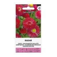 Парички червени - Radar Bellis perennis