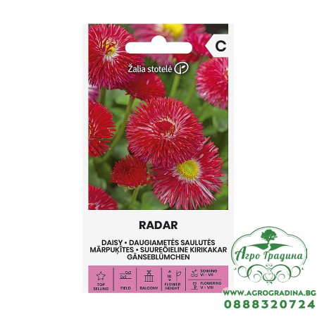 Парички червени - Radar Bellis perennis