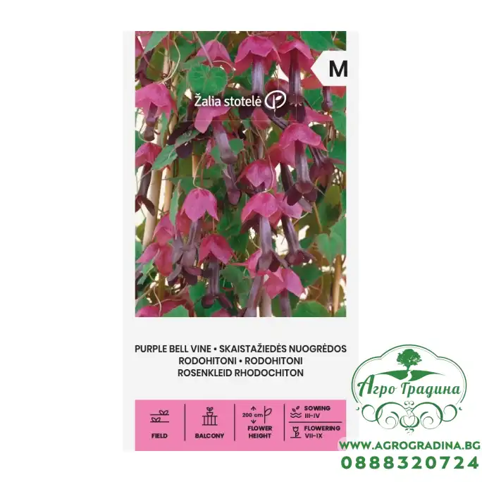 Родохитон Лоза Пурпурна Камбанка Purple Bell Vine – Саксийни и градински цветя