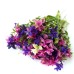 Салвия Клери Mикс Salvia Horminum Clary – Саксийни и градински цветя