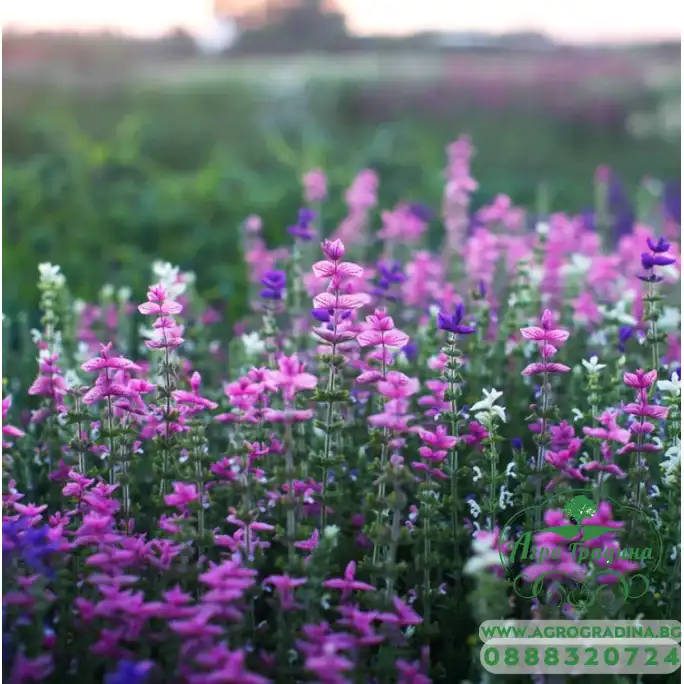 Салвия Клери Mикс Salvia Horminum Clary Салвия Клери Mикс Salvia Horminum Clary