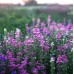 Салвия Клери Mикс Salvia Horminum Clary – Саксийни и градински цветя