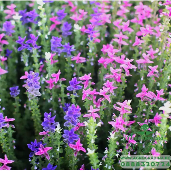 Салвия Клери Mикс Salvia Horminum Clary Салвия Клери Mикс Salvia Horminum Clary