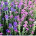 Салвия Клери Mикс Salvia Horminum Clary – Саксийни и градински цветя