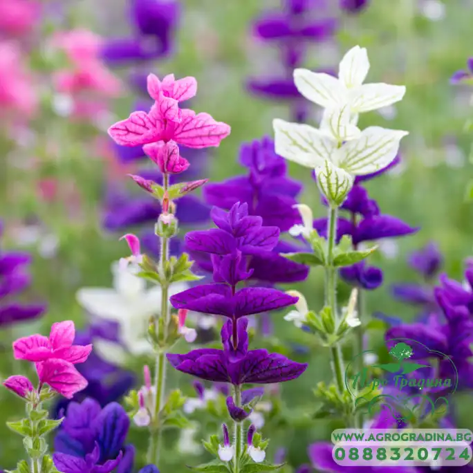 Салвия Клери Mикс Salvia Horminum Clary Салвия Клери Mикс Salvia Horminum Clary