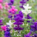 Салвия Клери Mикс Salvia Horminum Clary – Саксийни и градински цветя