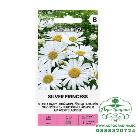 Голяма Маргаритка Сребърна принцеса Leucanthemum maximum