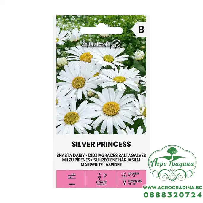 Голяма Маргаритка Сребърна принцеса Leucanthemum maximum Голяма Маргаритка Сребърна принцеса Leucanthemum maximum