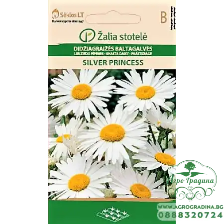 Голяма Маргаритка Сребърна принцеса / Leucanthemum maximum