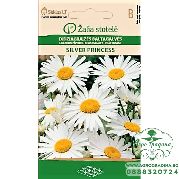 Голяма Маргаритка Сребърна принцеса Leucanthemum maximum