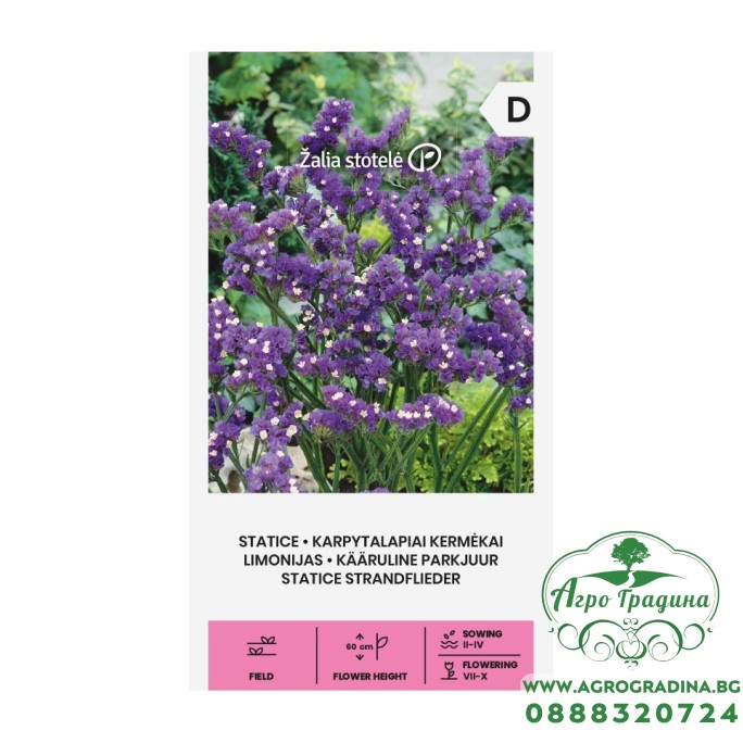 Лимониум Син Limonium sinuatum – Саксийни и градински цветя