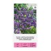 Лимониум Син Limonium sinuatum – Саксийни и градински цветя