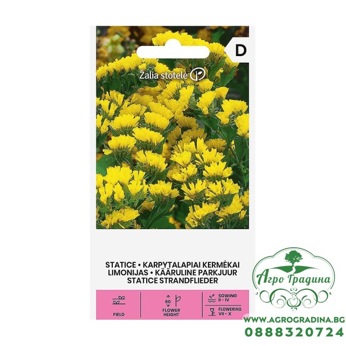 Лимониум Жълт Limonium sinuatum – Саксийни и градински цветя
