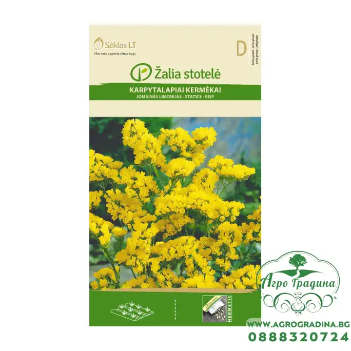 Лимониум Жълт Limonium sinuatum Лимониум Жълт Limonium sinuatum