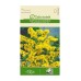 Лимониум Жълт Limonium sinuatum – Саксийни и градински цветя