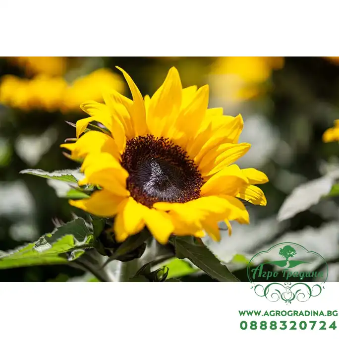 Декоративен слънчоглед Бамбино Helianthus annuus Bambino Декоративен слънчоглед Бамбино Helianthus annuus Bambino