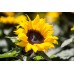 Декоративен слънчоглед Бамбино Helianthus annuus Bambino – Саксийни и градински цветя