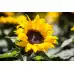 Декоративен слънчоглед Бамбино Helianthus annuus Bambino – Саксийни и градински цветя