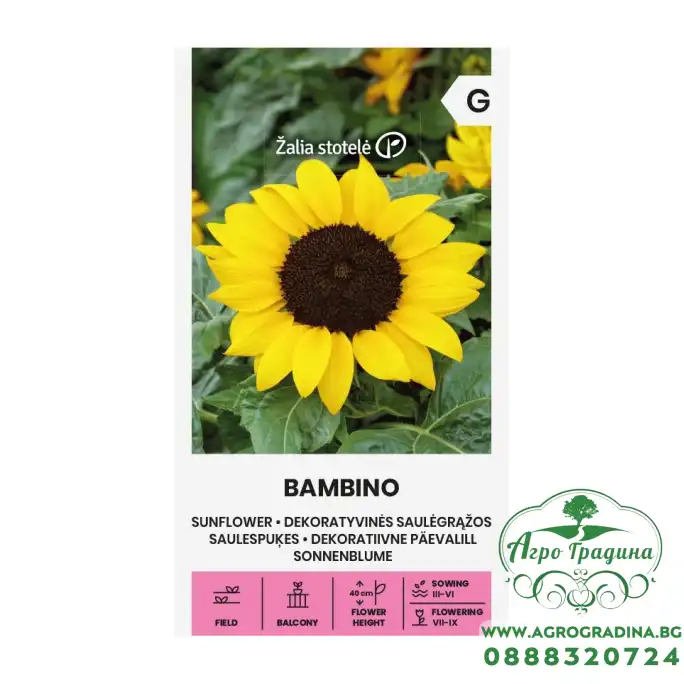 Декоративен слънчоглед Бамбино Helianthus annuus Bambino