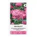 Карамфил Пинк Бюти Dianthus barbatus Pink Beauty – Саксийни и градински цветя