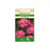 Карамфил Пинк Бюти Dianthus barbatus Pink Beauty – Саксийни и градински цветя